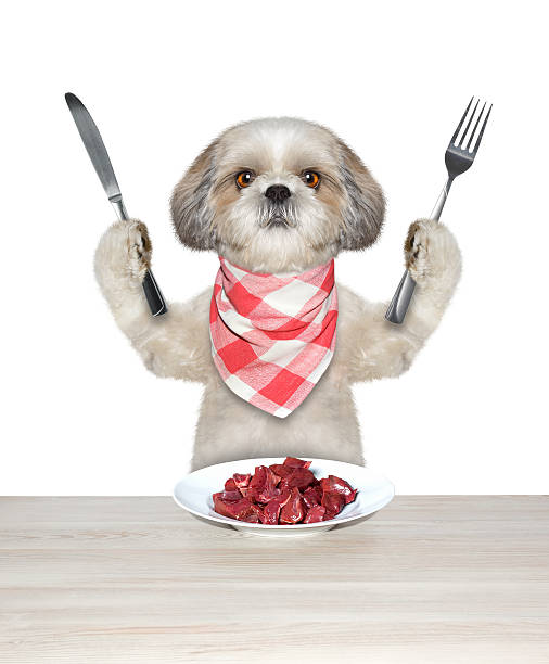 istock Dog is going to eat meat 543345346