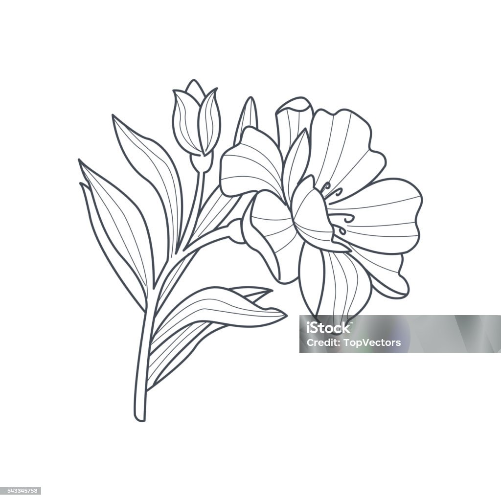 Bản Vẽ Đơn Sắc Của Calendula Flower Cho Sách Tô Màu Hình minh họa ...