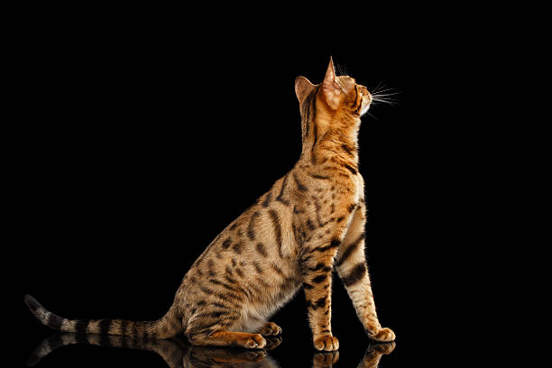 istock Curious Bengal female Cat Sitting, Looking up, Isolated Black Background 543346140