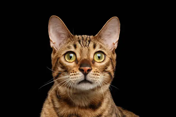 Photo of Close-up Portrait of Curious Face Bengal Cat, Isolated Black