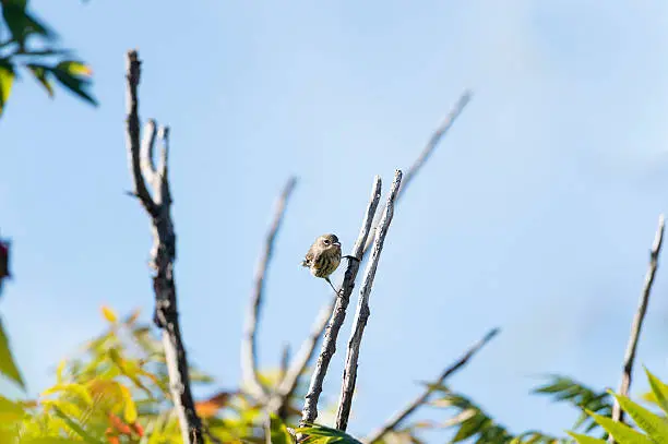 Photo of Yellow-rumped Warbler stare