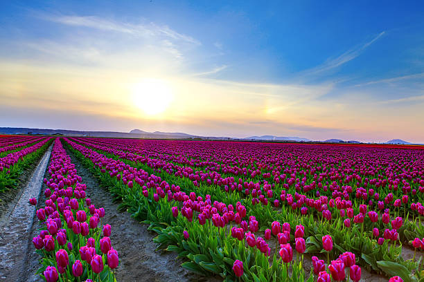 istock Field of beautiful colorful tulips in Roozengaarde 543347010