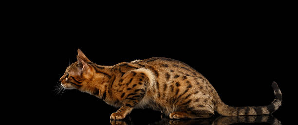 istock Hunts Gold Bengal female Cat crouching on Isolated Black Background 543347032
