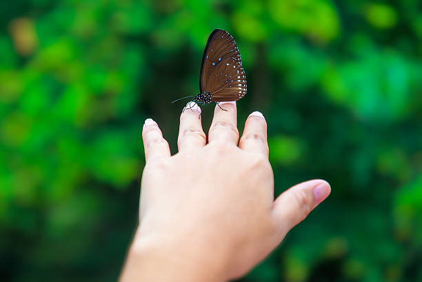 istock Touch access to nature, butterflies on the island. 543347078