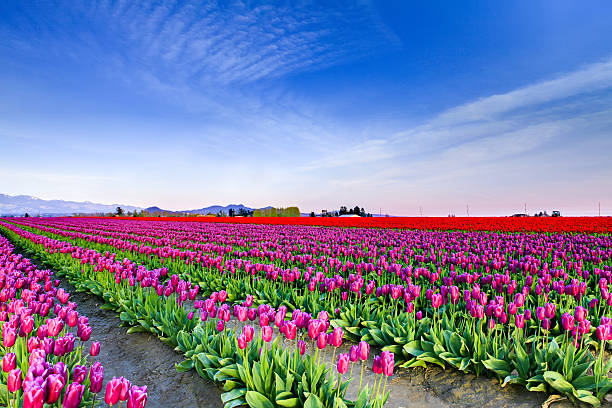 istock Field of beautiful colorful tulips in Roozengaarde 543347356