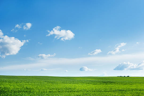 istock Countryside field natural background. Green grass and blue sky. 543347376