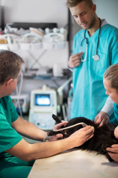 istock Veterinarian using ultrasound on dog 543347398