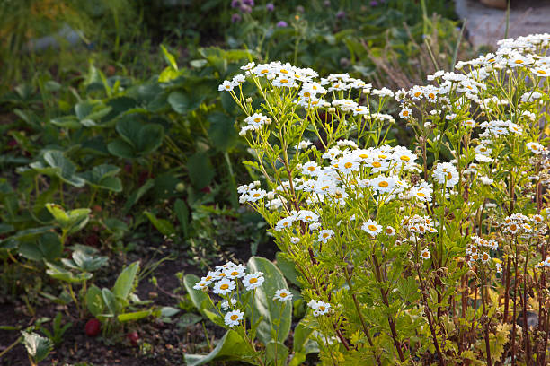 istock Feverfew herb in white flower brightens up strawberry patch / garden. 543347776