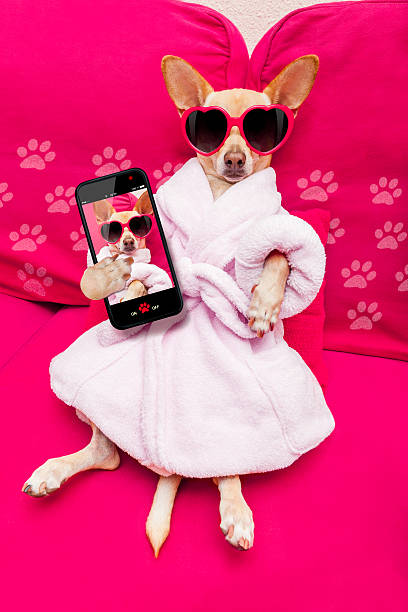 cane selfie benessere spa - dog chihuahua pampered pets pets foto e immagini stock