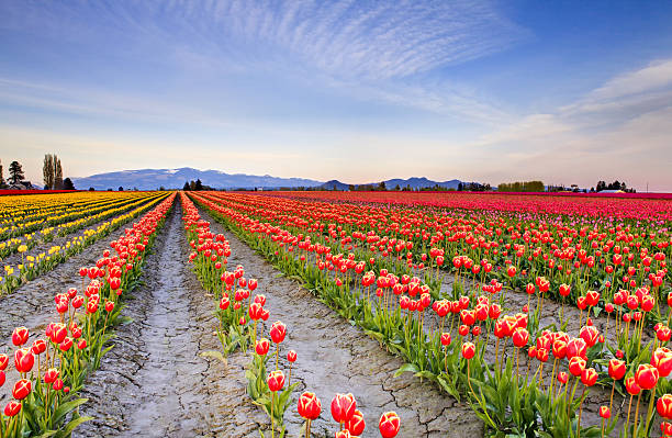 istock Field of beautiful colorful tulips in Roozengaarde 543348578