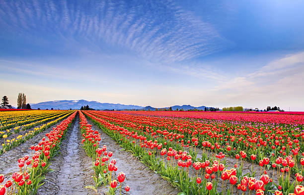 istock Field of beautiful colorful tulips in Roozengaarde 543348668