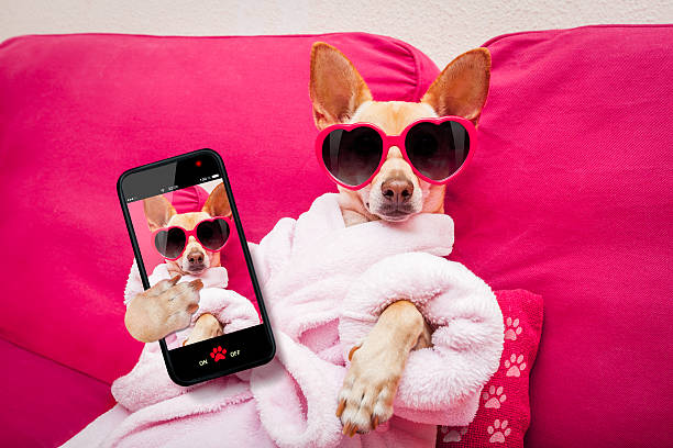 istock dog selfie wellness spa 543348718