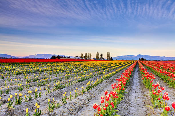 istock Field of beautiful colorful tulips in Roozengaarde 543348776