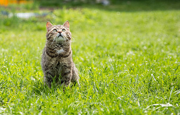 istock Cute cat on the green lawn 543349044