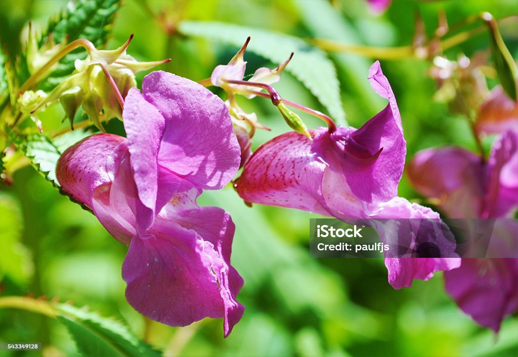 Indian Balsam (Impatiens glandulifera). Close up image of Indian Balsam. Aggression Stock Photo