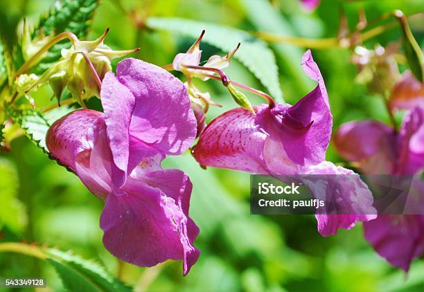 Indian Balsam Stock Photo - Download Image Now - Aggression, Annual - Plant Attribute, Botany