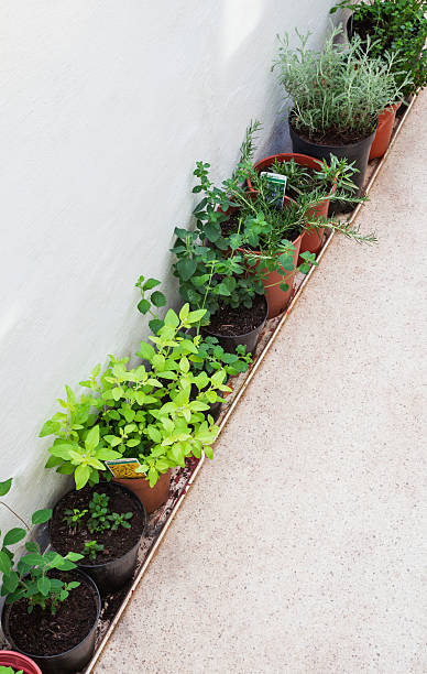 istock Herbs in porch window, growing in plant pots - text space. 543349156
