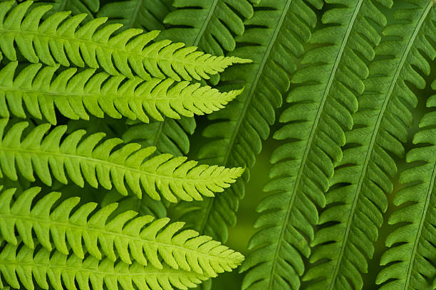 istock Fern leaf in the forest - green nature background 543349208