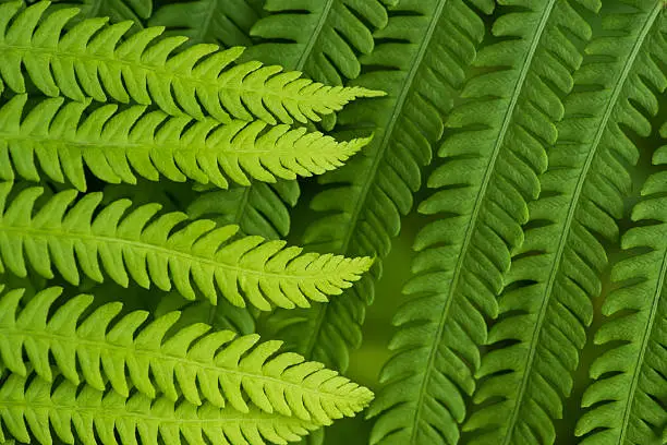 Fern leaf in the forest - green nature background - close-up