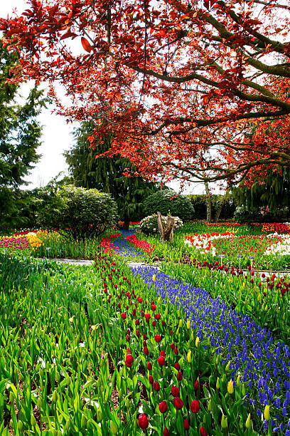 istock Field of beautiful colorful tulips in Roozengaarde 543349644