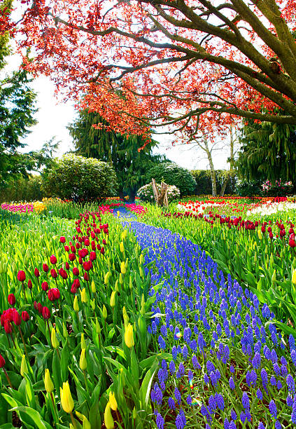 istock Field of beautiful colorful tulips in Roozengaarde 543349766