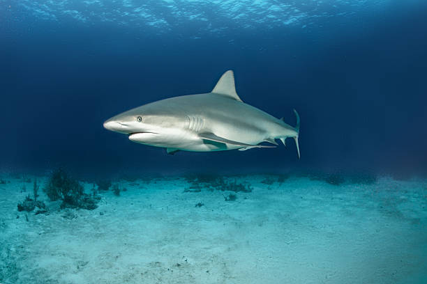 istock Shark swimming in the ocean 543350320