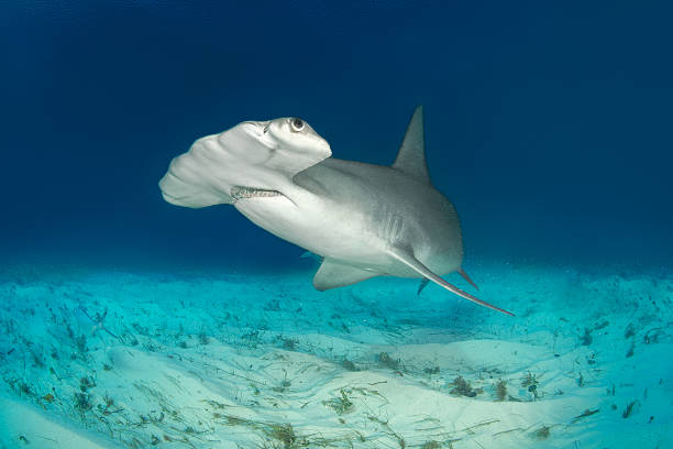 istock Hammerhead shark on the ocean floor 543350390