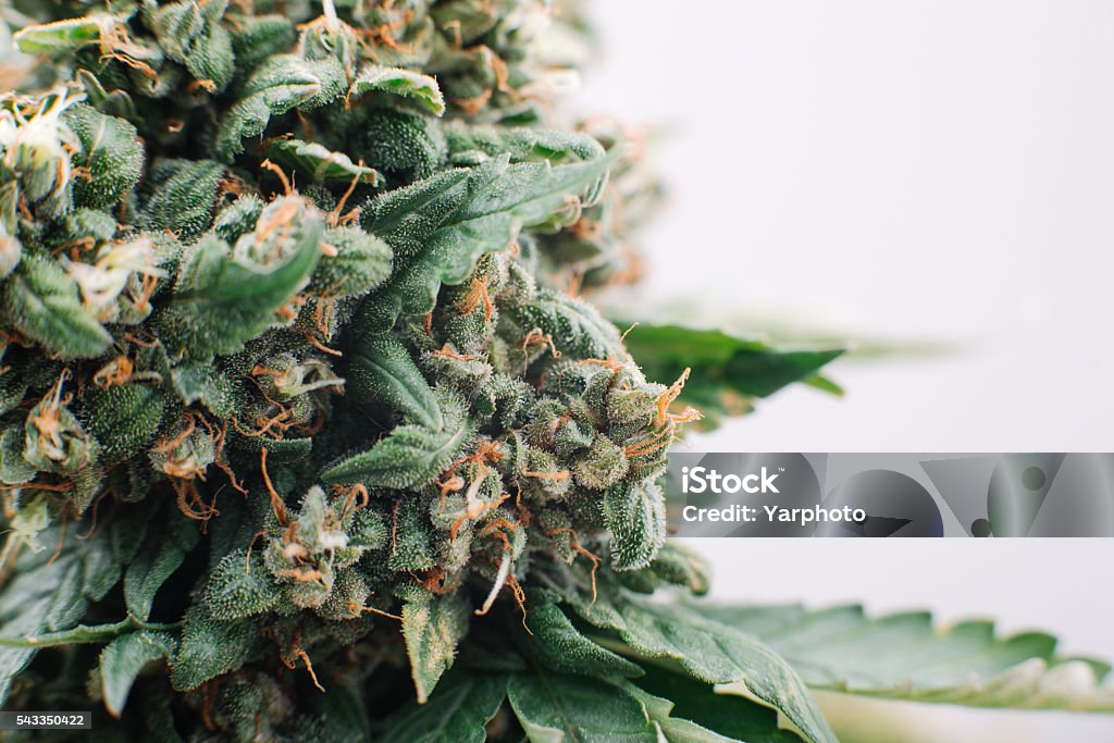 medical marijuana flowers plants medical marijuana, plant flowers, close-up, medical cannabis Cannabis Plant Stock Photo