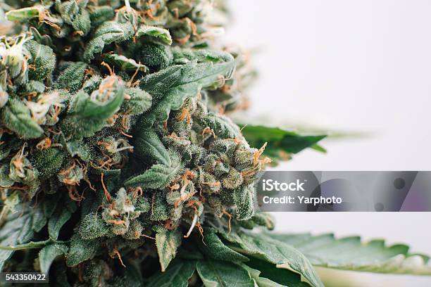 Medical Marijuana Flowers Plants Stock Photo - Download Image Now - Cannabis Plant, Cannabis - Narcotic, Marijuana - Herbal Cannabis