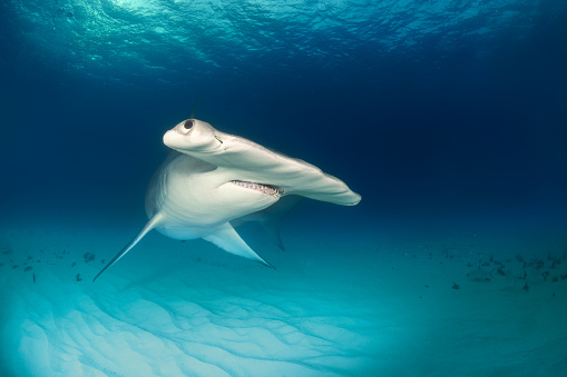 Close up shot of hammerhead shark swimming on the ocean floor.