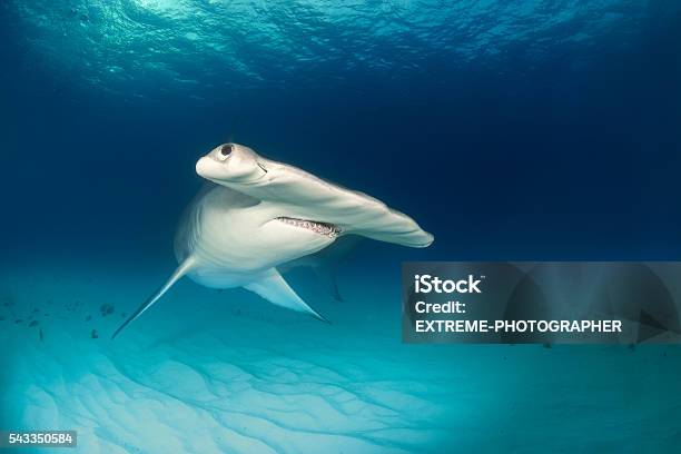 Hammerhead Shark On The Ocean Floor Stock Photo - Download Image Now - Hammerhead Shark, Shark, Bahamas