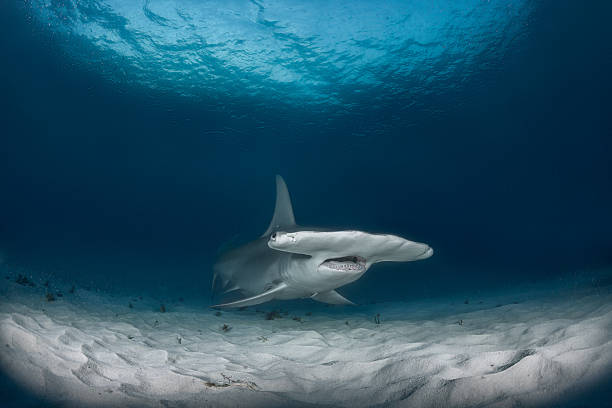 istock Hammerhead shark on the ocean floor 543350676