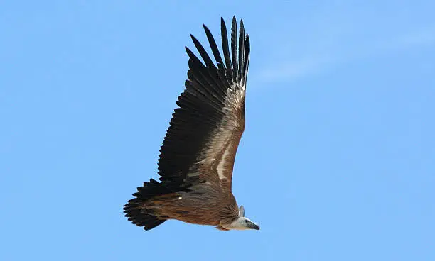 Griffon vulture in full flight with wings up, against a blue sky; wingtips are fully spread with individual quills clearly visible. Picture taken in the province of Soria, Central Spain