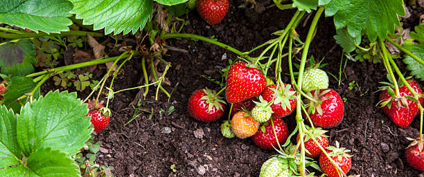Strawberry fruits growing in garden - panorama header.
