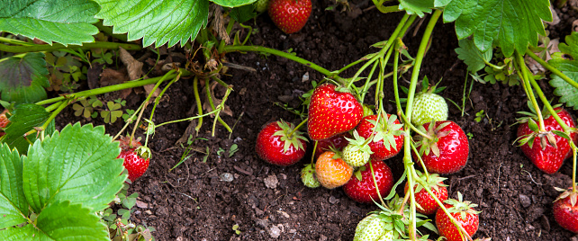 Strawberry plants and fruits growing in garden, some ripe and red, others green, gardener's delight - panorama / banner / header.