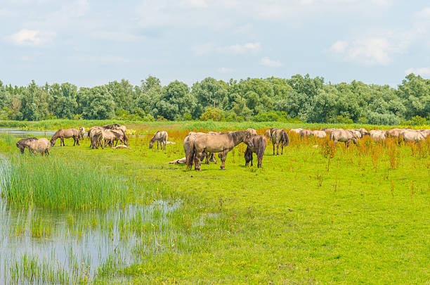 istock Konik horses in a sunny field in summer 543354378