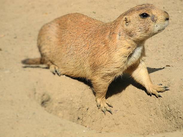 istock Prairie dog in the enclosure 543355322