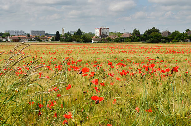 Wheat field with poppies in Chatellerault city, France Poppies are planted with the ears of wheat, in the city. The Ozon district's buildings stand on the horizon. chatellerault photos stock pictures, royalty-free photos & images