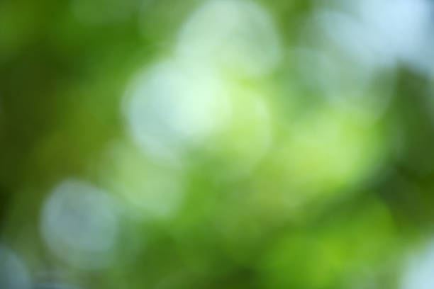 istock abstract of green bokeh background. 543355692