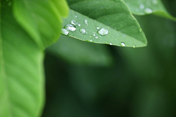 istock abstract of water drop on green leaf 543355756