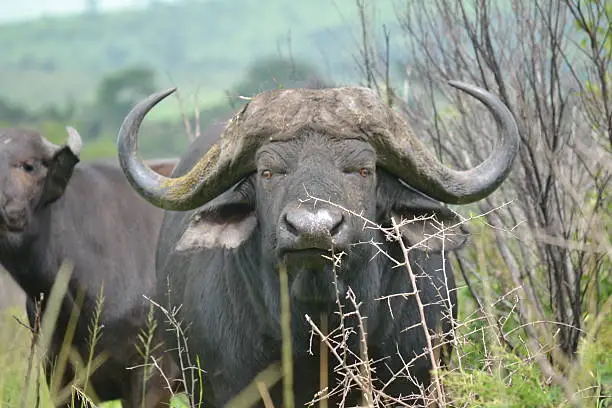 Buffalo in the bush on safari in south africa