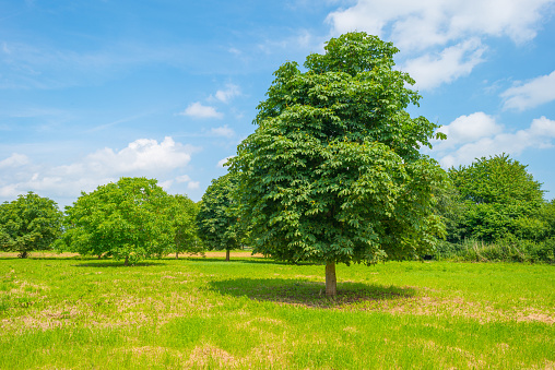 Chestnut trees in a field in summer