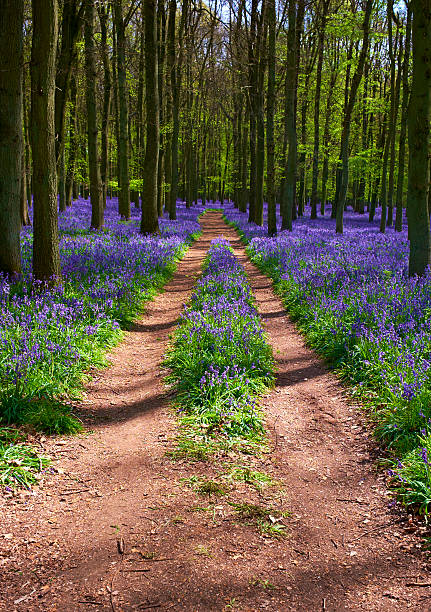 istock Track Through The Bluebells 543356758