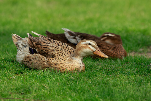 pair of domestic ducks lie on a green lawn