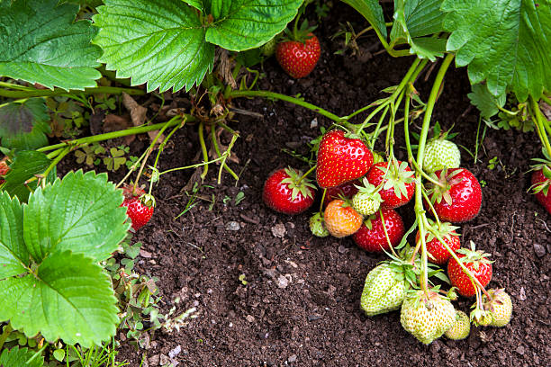 istock Strawberry fruits growing in garden. 543357100