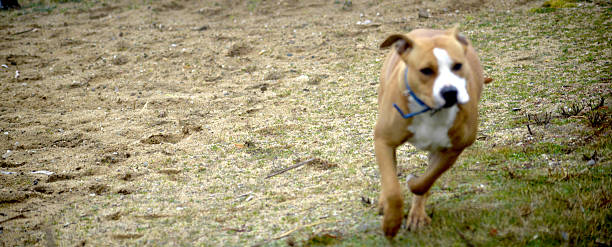 istock american staffordshire terrier dog running 543358792