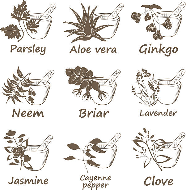 ilustrações de stock, clip art, desenhos animados e ícones de coleção de ervas aromáticas ayurvedic. - saw palmetto