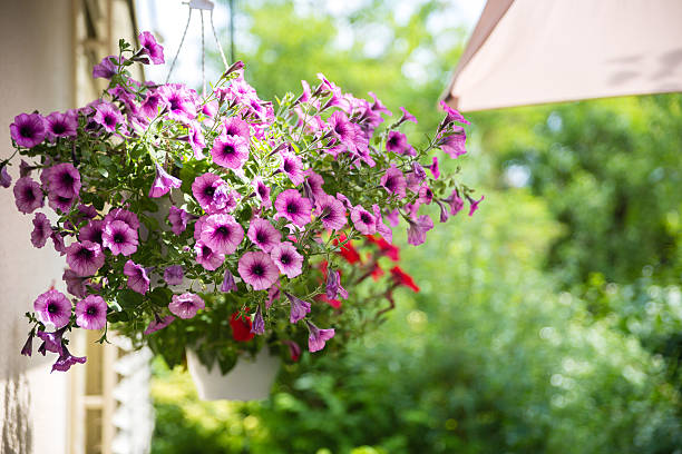 istock beautiful garden flowers 543359262