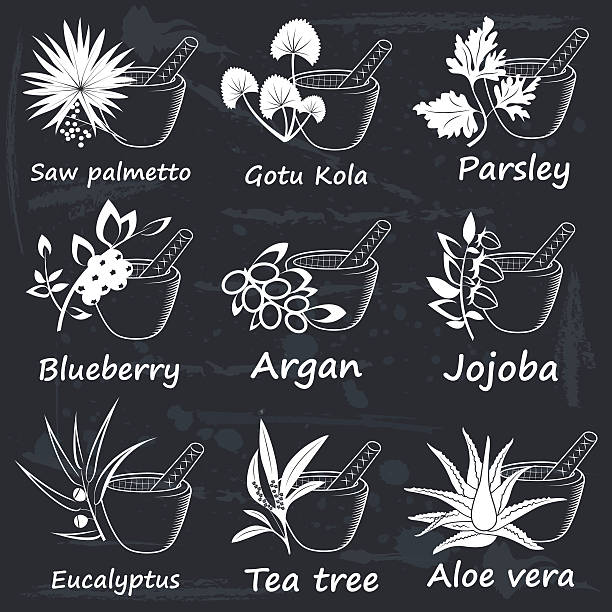 ilustrações de stock, clip art, desenhos animados e ícones de coleção de ayurvedic plantas aromáticas - saw palmetto