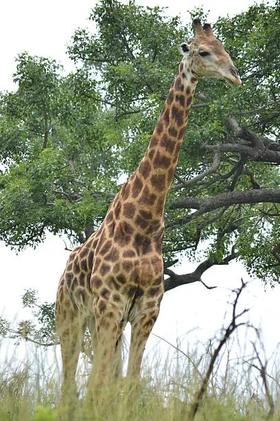 Giraffe standing tall next to a tree in the wilderness on safari in south africa